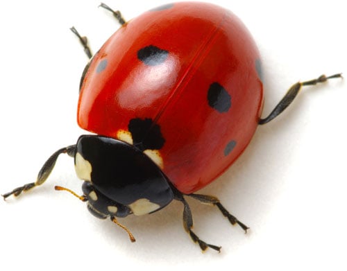 Marienkäfer sind oft in Insektenkasten